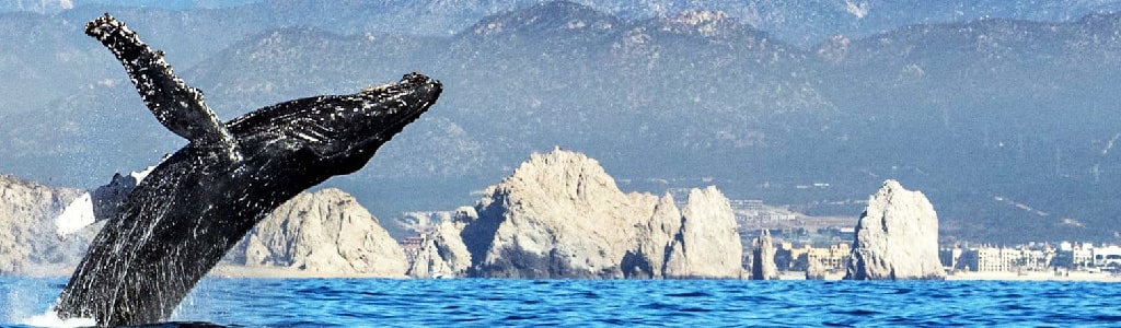 minoxidil baja california