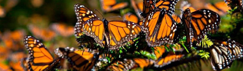 minoxidil%20michoacán 80